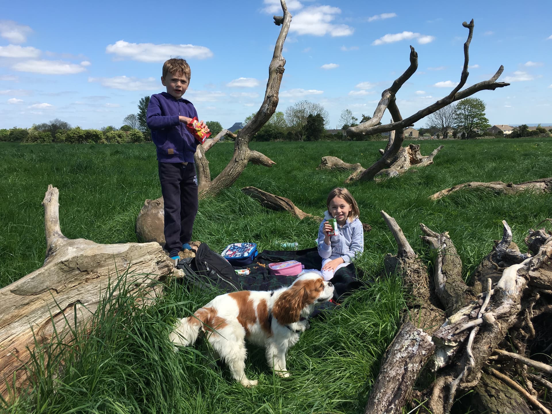 Picnics at the den